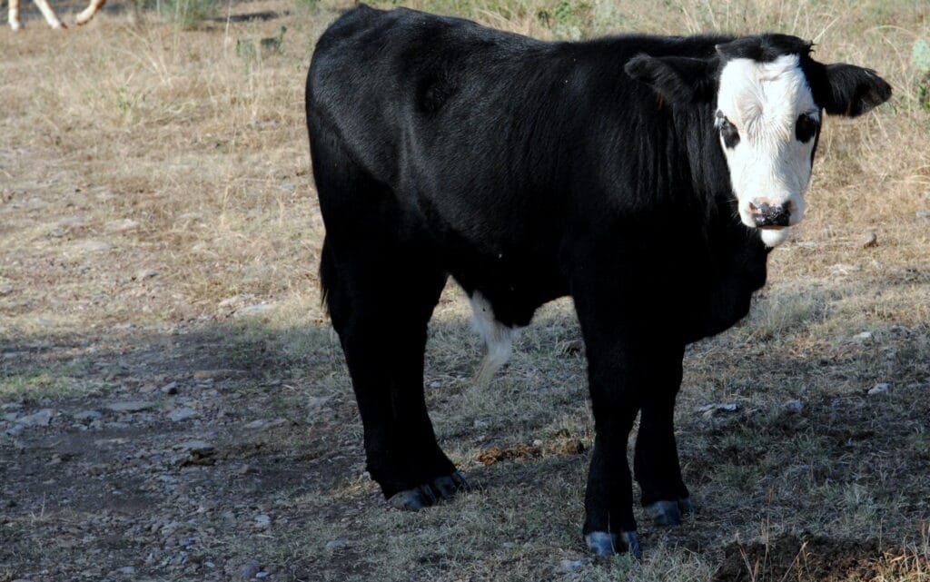 Baldy Cows