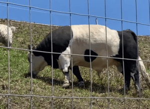 Miniature Panda Cattle: A Unique Breed Perfect for Small-Scale Farms