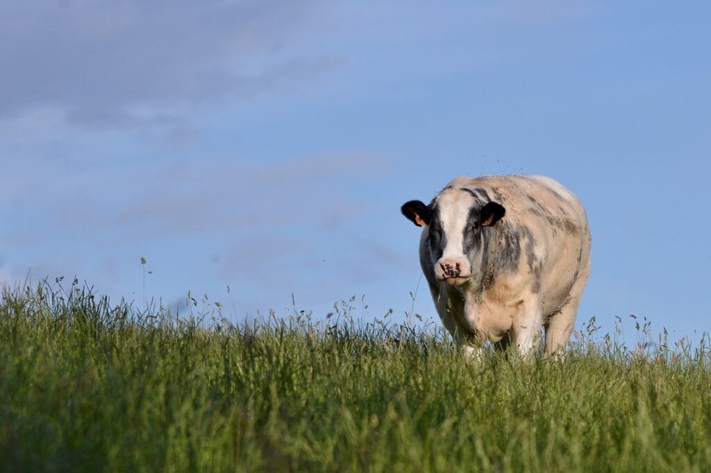 Belgian Blue Cattle
