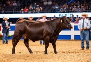 Show Cattle Competitions: Mastering the Art of Cattle Exhibitions for Success and Prestige