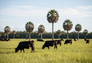 Florida Cracker Cattle: The Resilient Heritage Breed Revolutionizing Florida’s Agricultural Legacy