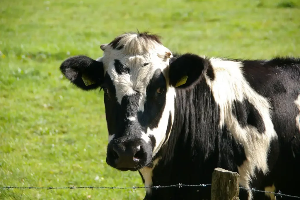 Nutrient management in cattle