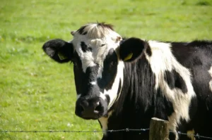 Cattle Nutrition: Comprehensive Guide for Health, Growth, and Productivity 