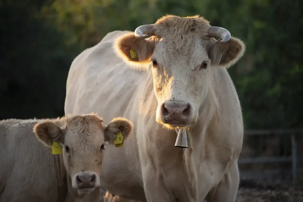 Organic Cattle Farming
